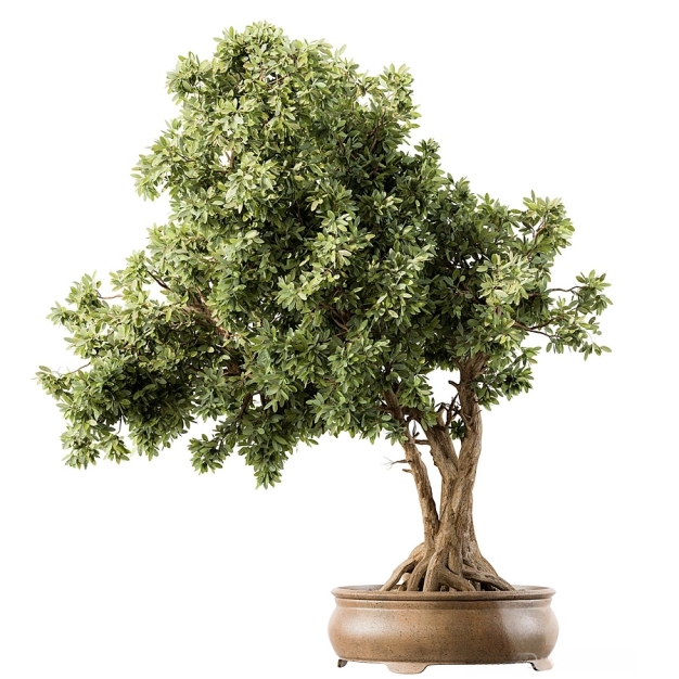 植物盆栽3D模型