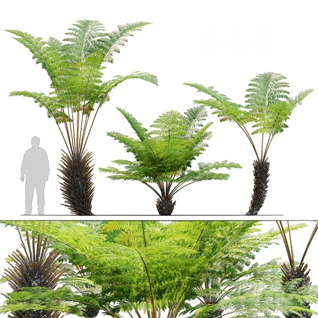蕨类植物3D模型