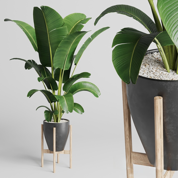 植物盆栽3D模型