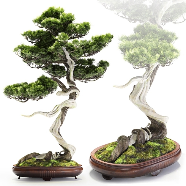 松树植物盆栽3D模型