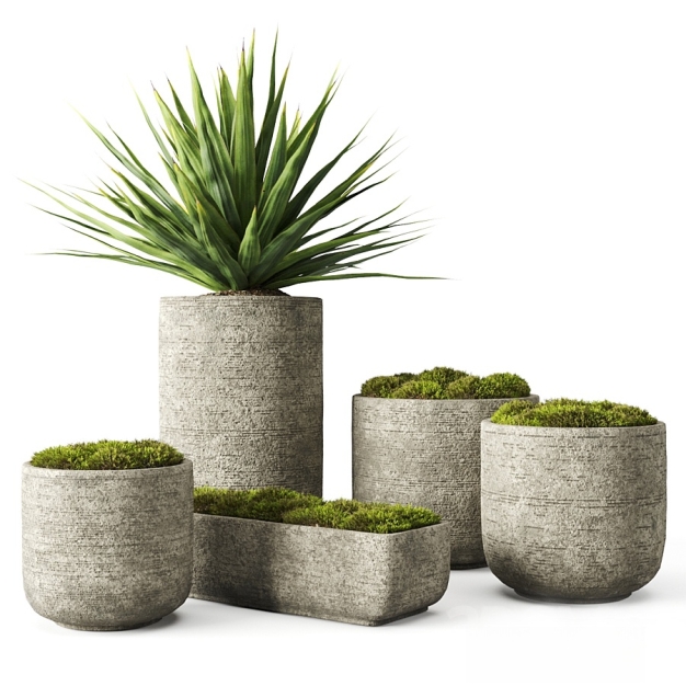 植物盆栽3D模型