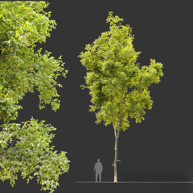 榆树3D模型