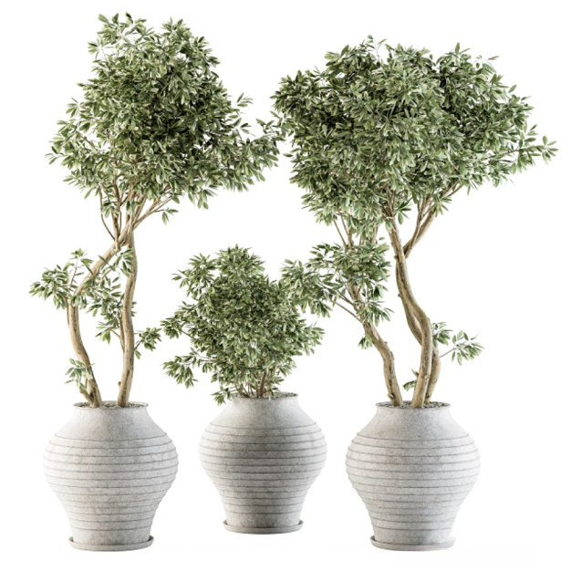 植物盆栽3D模型