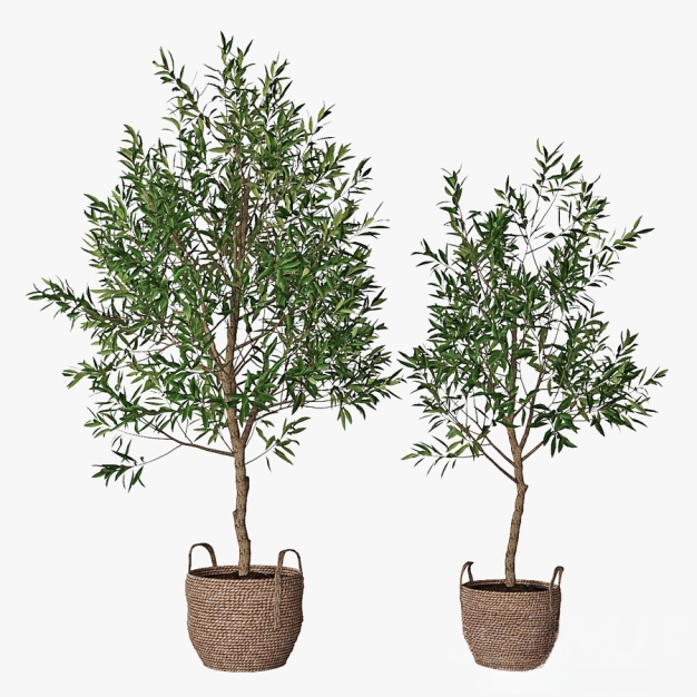 植物盆栽3D模型