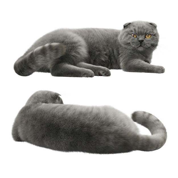 猫3D模型