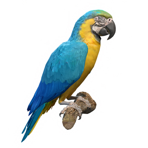 鹦鹉3D模型
