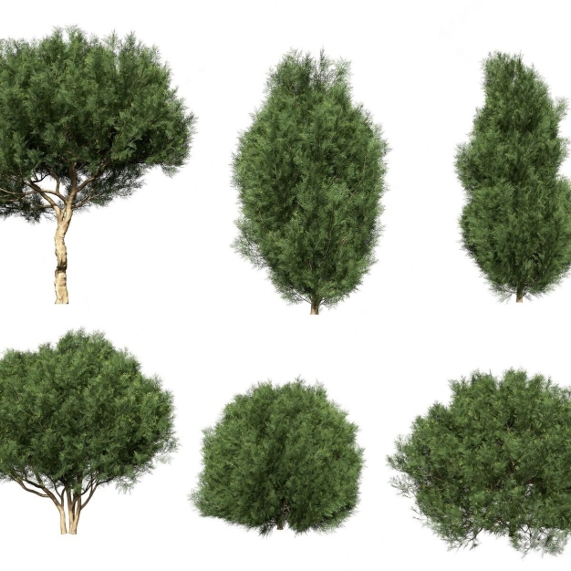 松树 树木3D模型