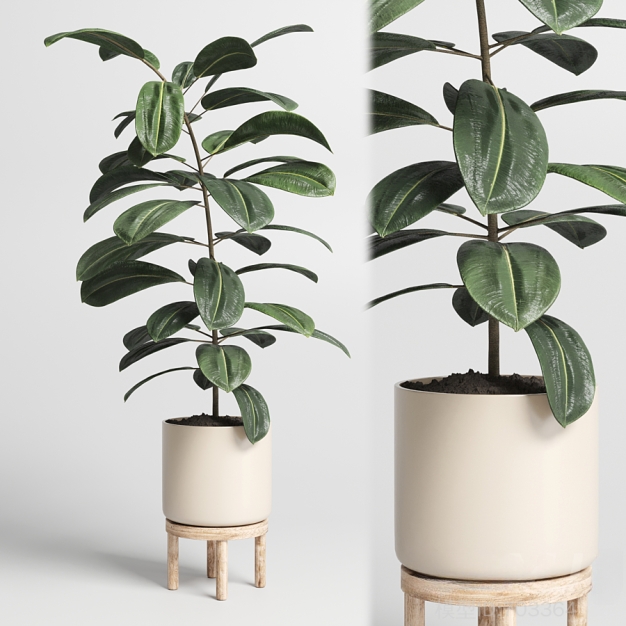 植物盆栽3D模型