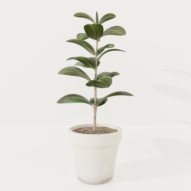 植物盆栽3D模型