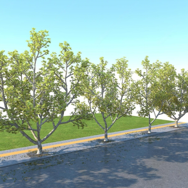 道路绿化 树 路面3D模型