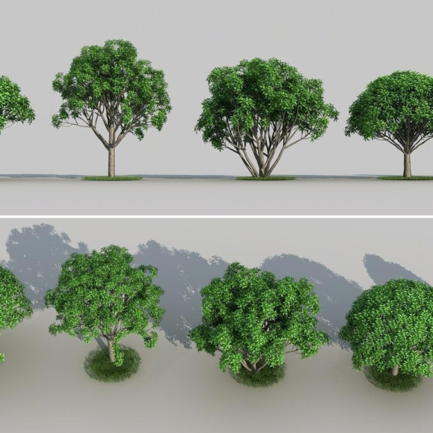 树  树木3D模型