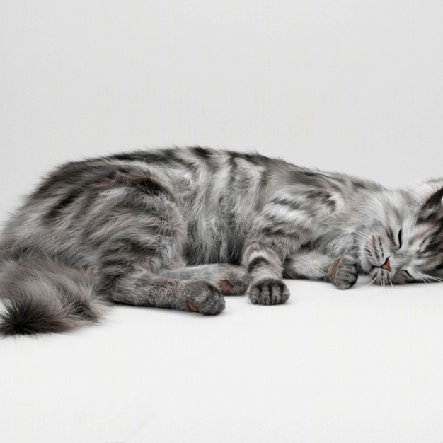 猫3D模型