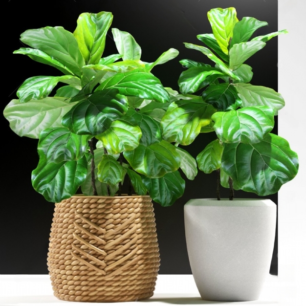 植物盆栽3D模型