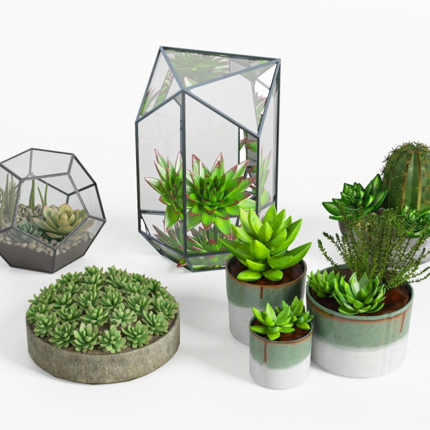 多肉 植物3D模型