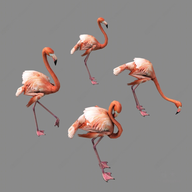 火烈鸟3D模型