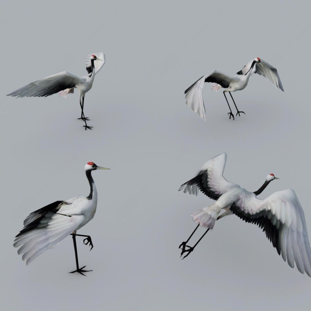 仙鹤3D模型