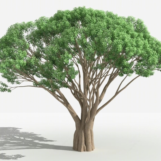 榕树3D模型