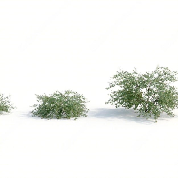 灌木植物3D模型