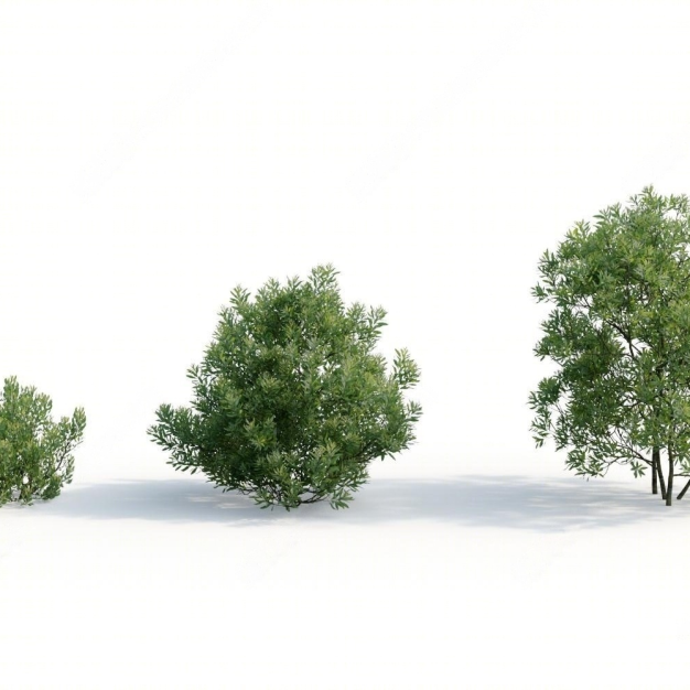 灌木植物3D模型