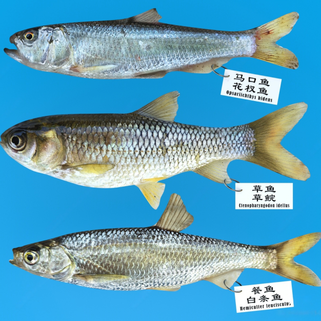 草鱼3D模型