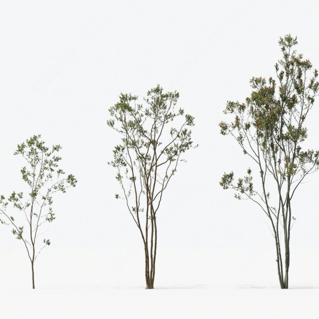 现代景观树3D模型
