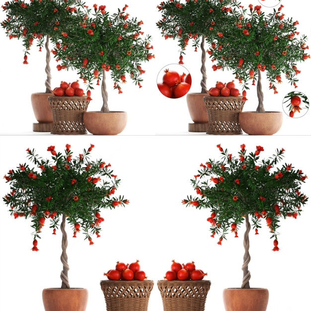 石榴树 植物盆栽3D模型