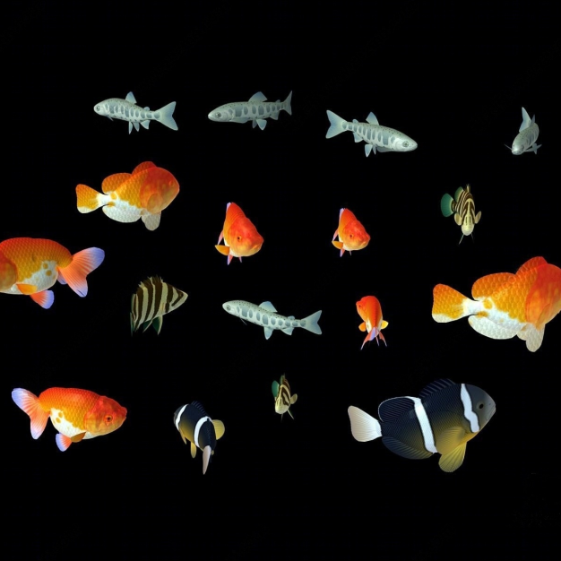 鱼 金鱼3D模型