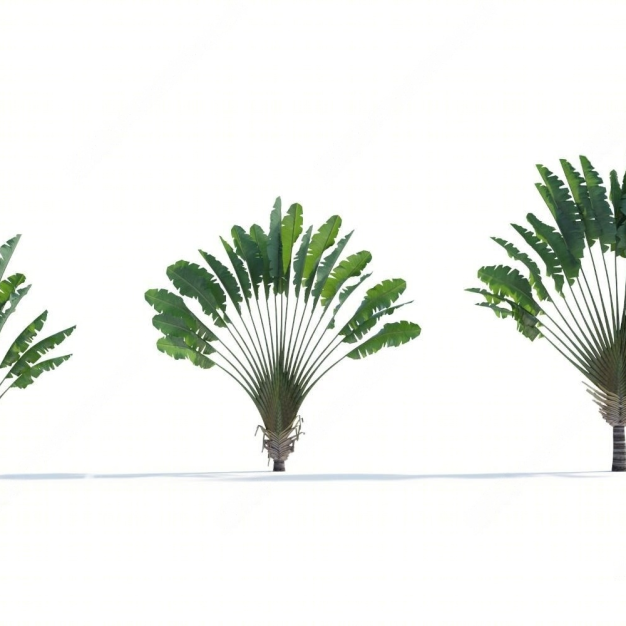 绿植 植物3D模型