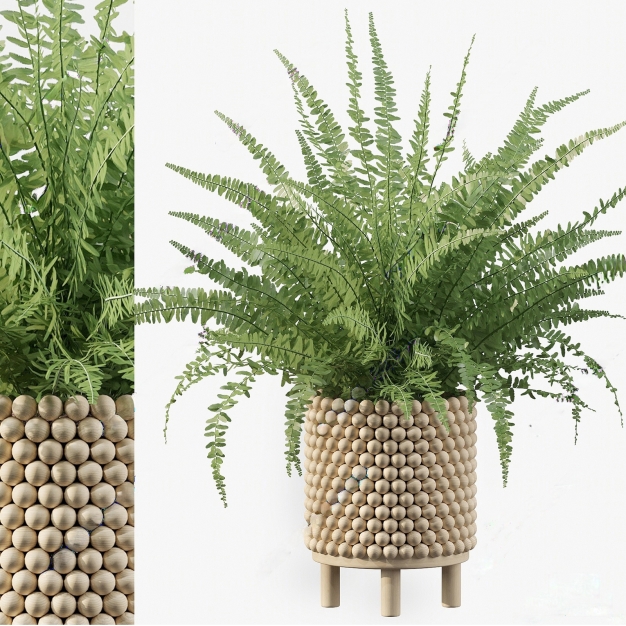 铁线蕨绿植盆栽3D模型