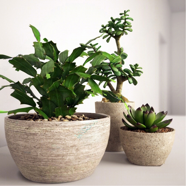 现代绿植小盆栽3D模型