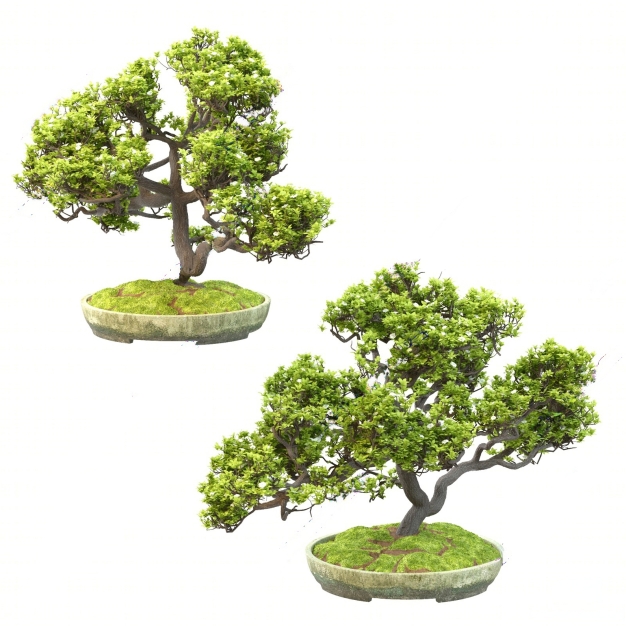 新中式松树盆栽3D模型