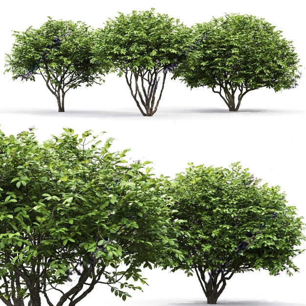 乔木3D模型