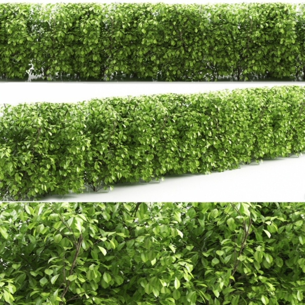 绿化带植物3D模型