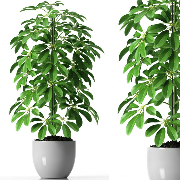 鸭脚木 盆栽3D模型