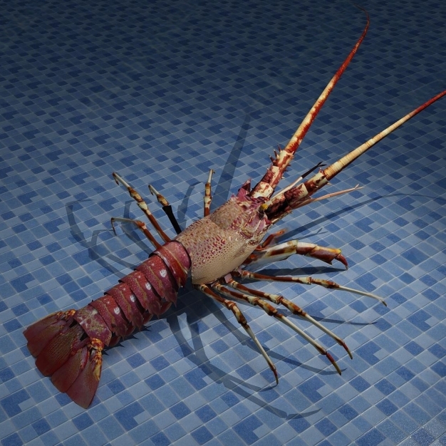 龙虾3D模型