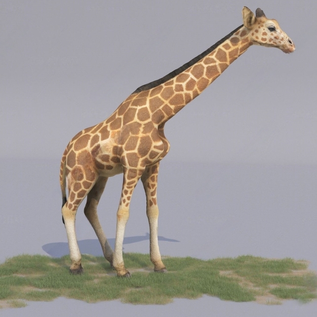 长颈鹿3D模型