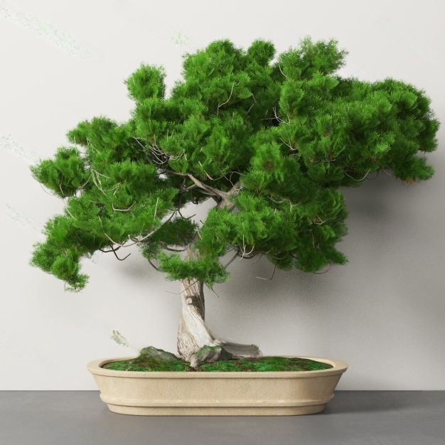 盆栽 盆景3D模型