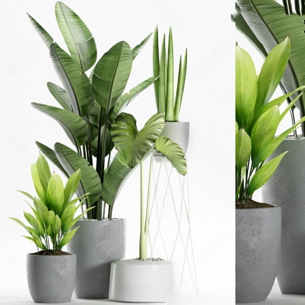 植物盆栽3D模型