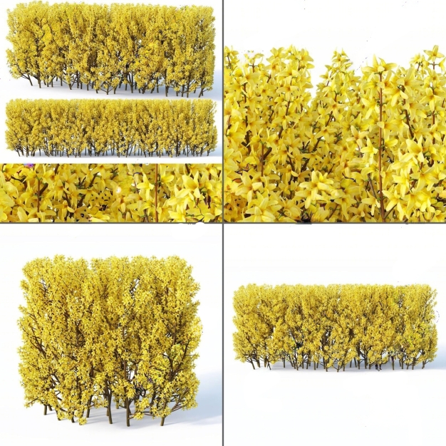 金钟花灌木植物3D模型