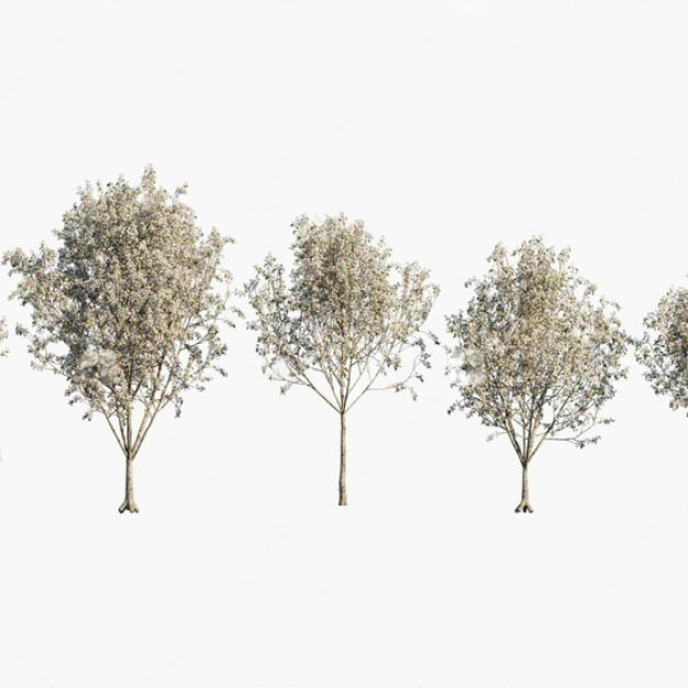 开花树庭院植物树3D模型