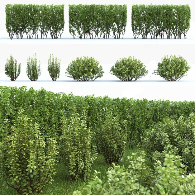 现代绿化灌木3D模型