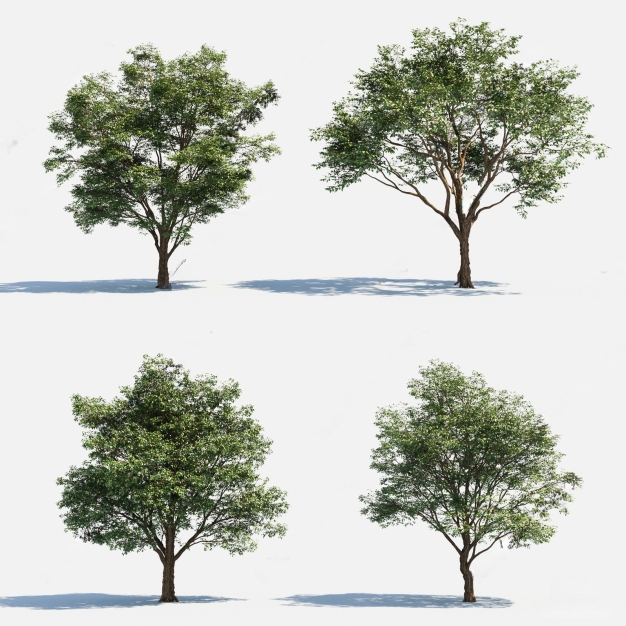 现代树木3D模型