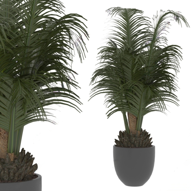 植物盆栽3D模型