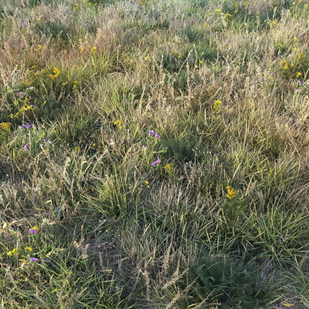 草坪 草地3D模型