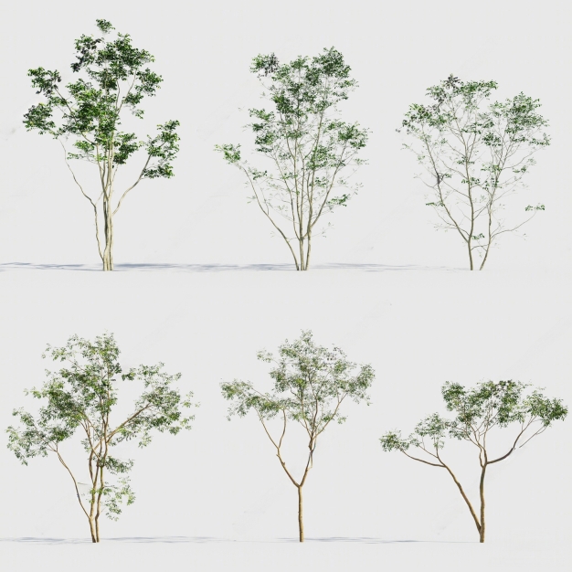 现代景观树3D模型