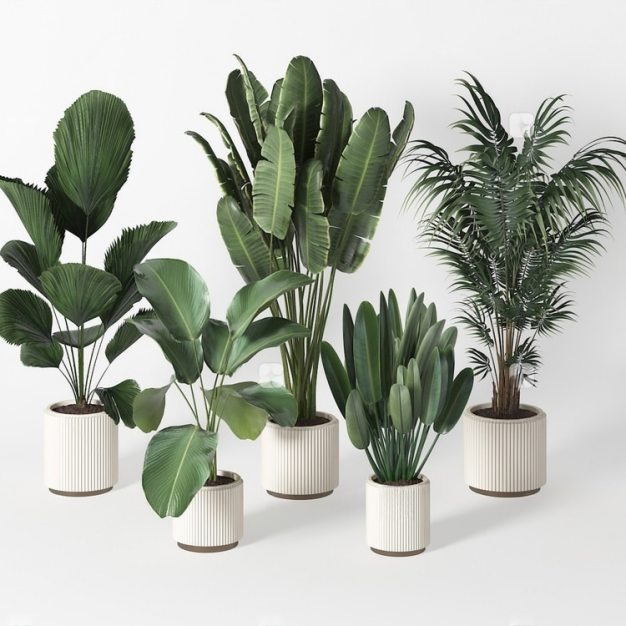 植物盆栽植物美人蕉3D模型