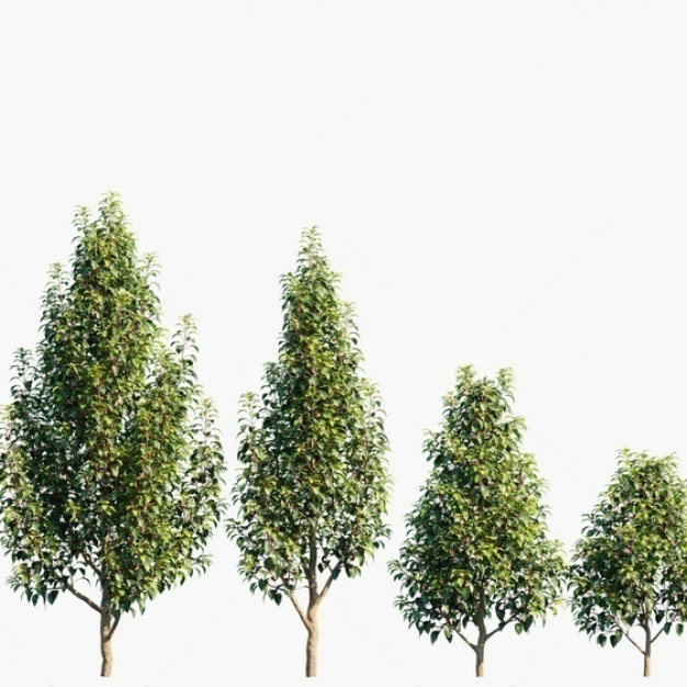 树庭院植物3D模型
