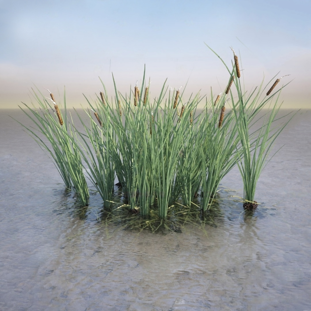  香蒲草3D模型