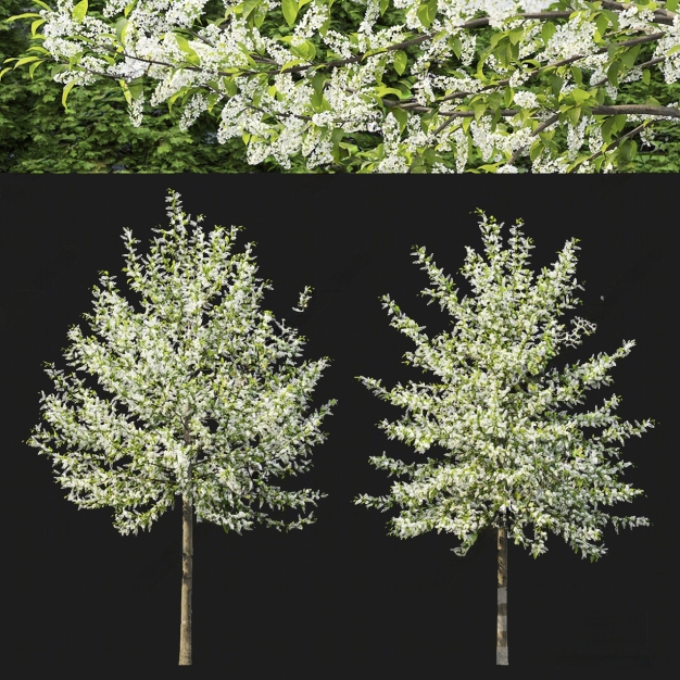 大树植物3D模型