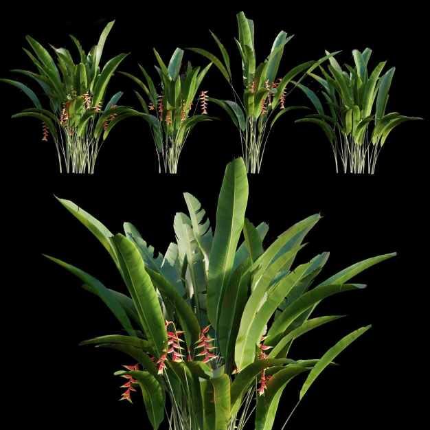 芭蕉3D模型